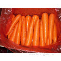 Sizes80-150g Fresh Carrot In Carton